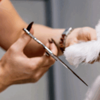 PERCORSO COMPLETO PER LA FIGURA DEL TOELETTATORE