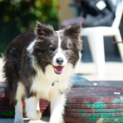 LABORATORIO DI DOG SITTER